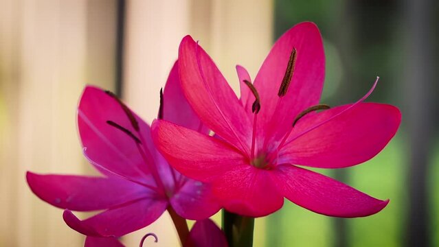 Closeup of the delicate pink River lilies (Hesperantha coccinea) on blurred background