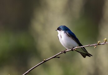 Closeup shot of a tree swallow perched on a twig, Tachycineta bicolor.