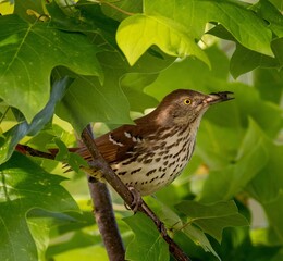 Closeup shot of a brown thrasher with an insect in its beak. Toxostoma rufum. Clark Nature Preserve.