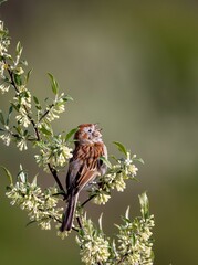 American tree sparrow perched on a branch with blooming flowers. Spizelloides arborea.