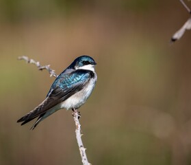 Closeup shot of a tree swallow, Tachycineta bicolor.