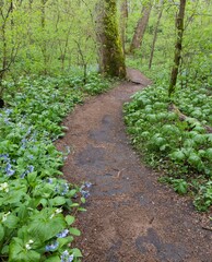 Narrow path surrounded by lush green trees. Shenks Ferry Wildflower Preserve, Pennsylvania, USA.