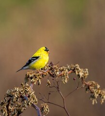 Bright male American goldfinch perched on a twig. Spinus tristis.