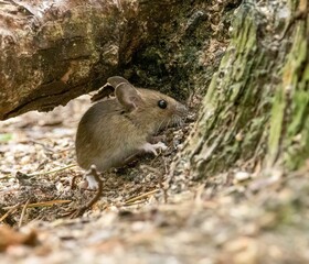 Tiny mouse foraging in the woodland