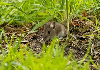 Tiny mouse foraging in the woodland