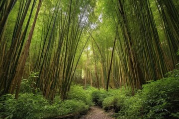 Fototapeta premium bamboo forest with whispering wind, towering trees and rare plants, created with generative ai