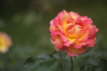 Rose plant with a few flowers in the background on a sunny day
