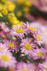 Obraz premium Vibrant selection of pink and yellow and white Daisy flowers in the garden
