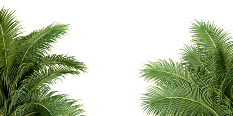 Palm leaves isolated on white