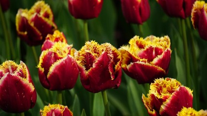 Red and yellow tulips in the park