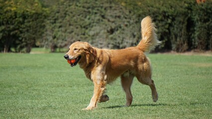 Golden Retriever carrying a ball in its mouth