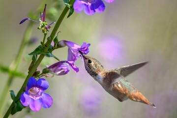 Closeup of a hummingbird in mid-flight, sips nectar from a flower