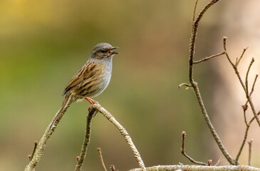 Dunnock perched on the tree branch