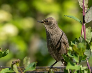 Juvenile fledgling starling bird in a garden