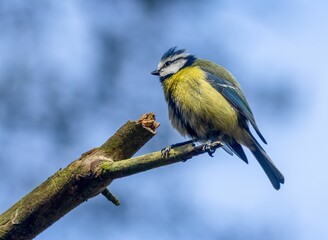 Blue tit perched on a tree branch