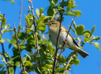 Willow warbler (Phylloscopus trochilus) perched on a tree branch
