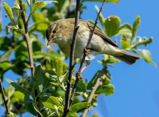 Willow warbler (Phylloscopus trochilus) perched on a tree branch