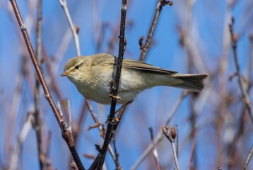Willow warbler (Phylloscopus trochilus) perched on a tree branch