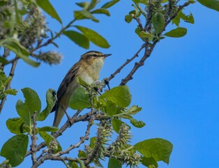 Willow warbler (Phylloscopus trochilus) perched on a tree branch