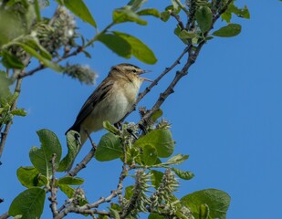 Willow warbler (Phylloscopus trochilus) perched on a tree branch