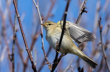 Willow warbler (Phylloscopus trochilus) perched on a tree branch