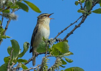 Sedge warbler perched on a tree branch