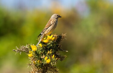 Male linnet perched on a gorse bush