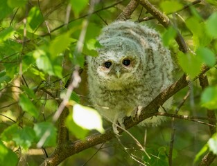 Tawny owl perched on a tree