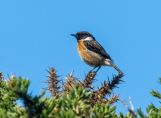 Fototapeta premium Stonechat perched on a gorse bush