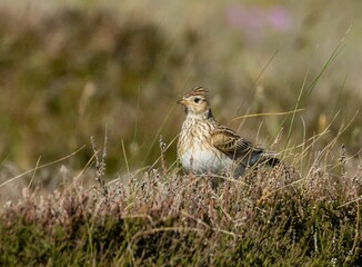 Selective focus shot of a skylark in the field