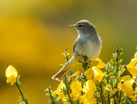 Willow warbler perched on a gorse bush