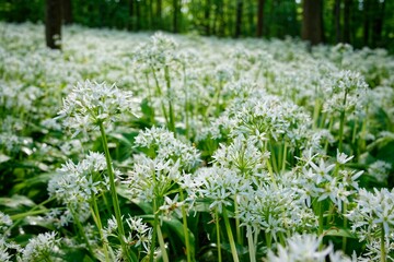 Closeup of ramsons growing in a field on a sunny day