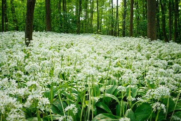 Closeup of ramsons growing in a field on a sunny day