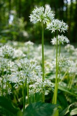Vertical shot of ramsons growing in a field on a sunny day