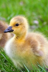 Adorable duckling sitting on a lush green grassy surface