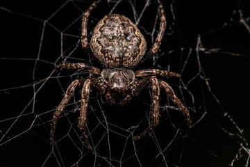 Macro of a spider perched atop its web against a black background