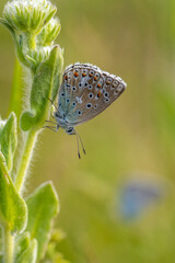 Çokgözlü Mavi » Polyommatus icarus » Common Blue