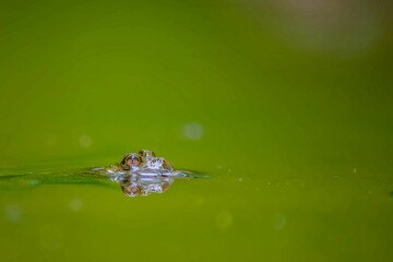Head and eyes of a water frog at the water surface