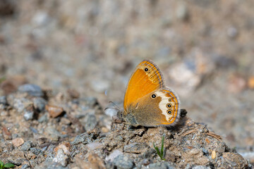 
Satyridae / Funda Zıpzıp Perisi / Pearly Heath / Coenonympha arcania