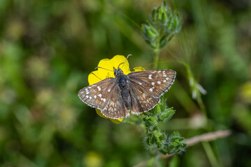 Hesperiidae / Sarı Bantlı Zıpzıp / Yellow-banded Skipper / Pyrgus sidae