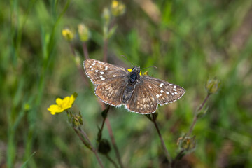 Hesperiidae / Sarı Bantlı Zıpzıp / Yellow-banded Skipper / Pyrgus sidae