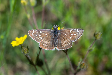 Hesperiidae / Sarı Bantlı Zıpzıp / Yellow-banded Skipper / Pyrgus sidae