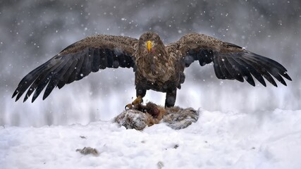 White-tailed eagle hunting in a forest covered in the snow in Belarus
