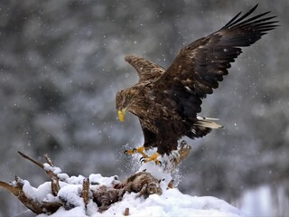 White-tailed eagle hunting in a forest covered in the snow in Belarus