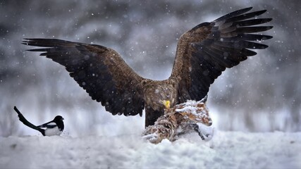 White-tailed eagle hunting in a forest covered in the snow in Belarus