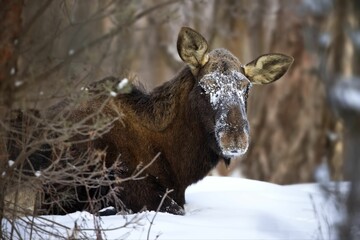 Selective focus of a moose in a forest covered in the snow with a blurry background