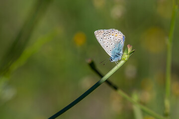 Çokgözlü Mavi » Polyommatus icarus » Common Blue