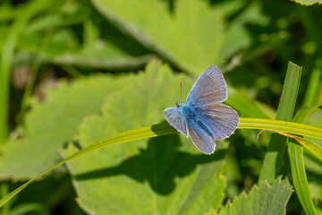 Çokgözlü Mavi » Polyommatus icarus » Common Blue