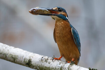Common kingfisher with fish