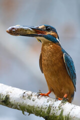 Common kingfisher with fish